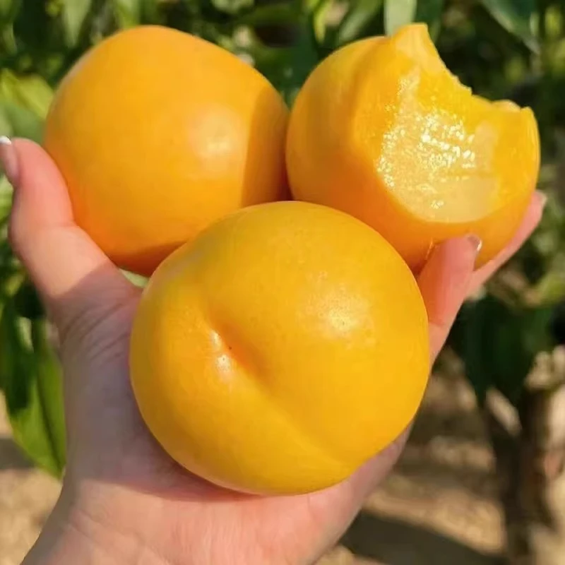 寻鲜君山西运城芒芒桃新鲜水果黄金油桃桃子甜脆桃子当季现摘