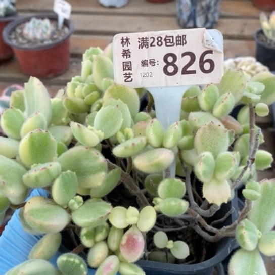 826一一一一一一一一一