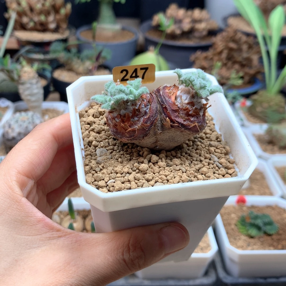羽叶杨葵母本带盆247