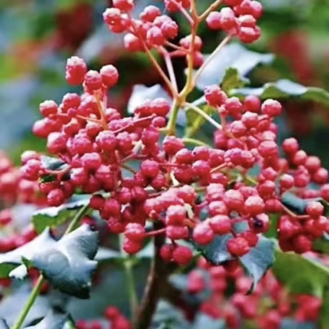 陇南武都产地新鲜大红袍花椒香料鲜果现摘现发又香又麻可用于炖肉