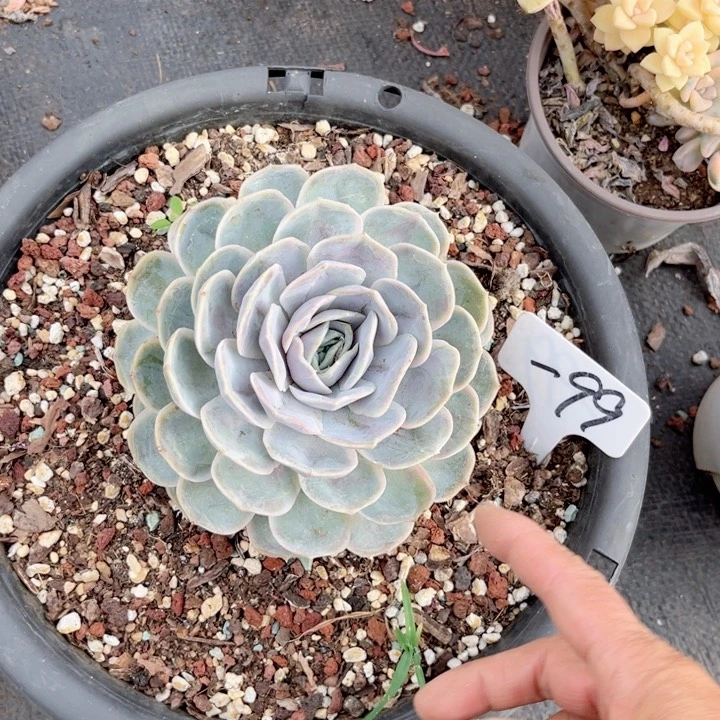 晨语多肉一物一拍一99