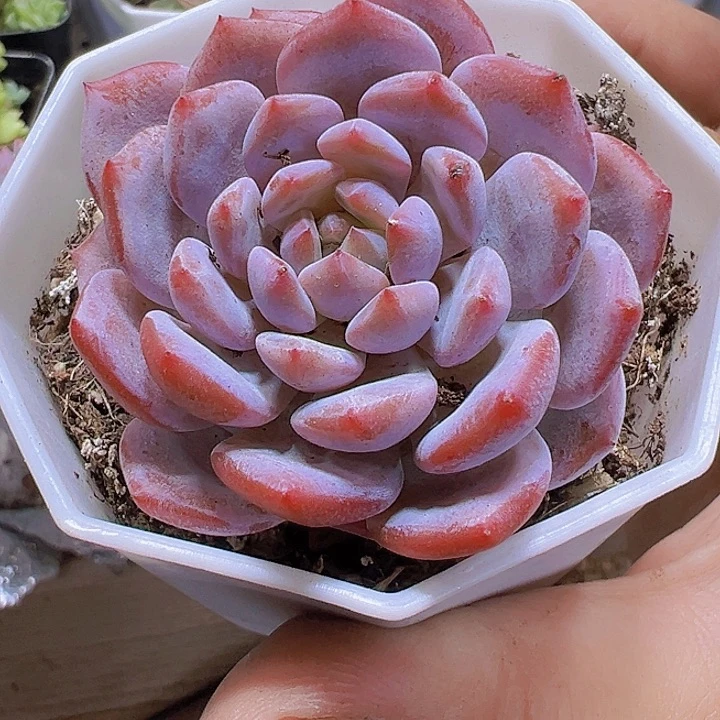 玉芙蓉19包邮多肉植物