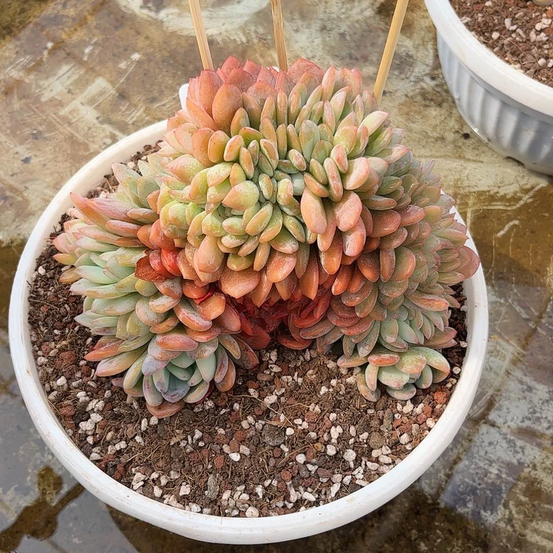 寄养链接的肉肉的