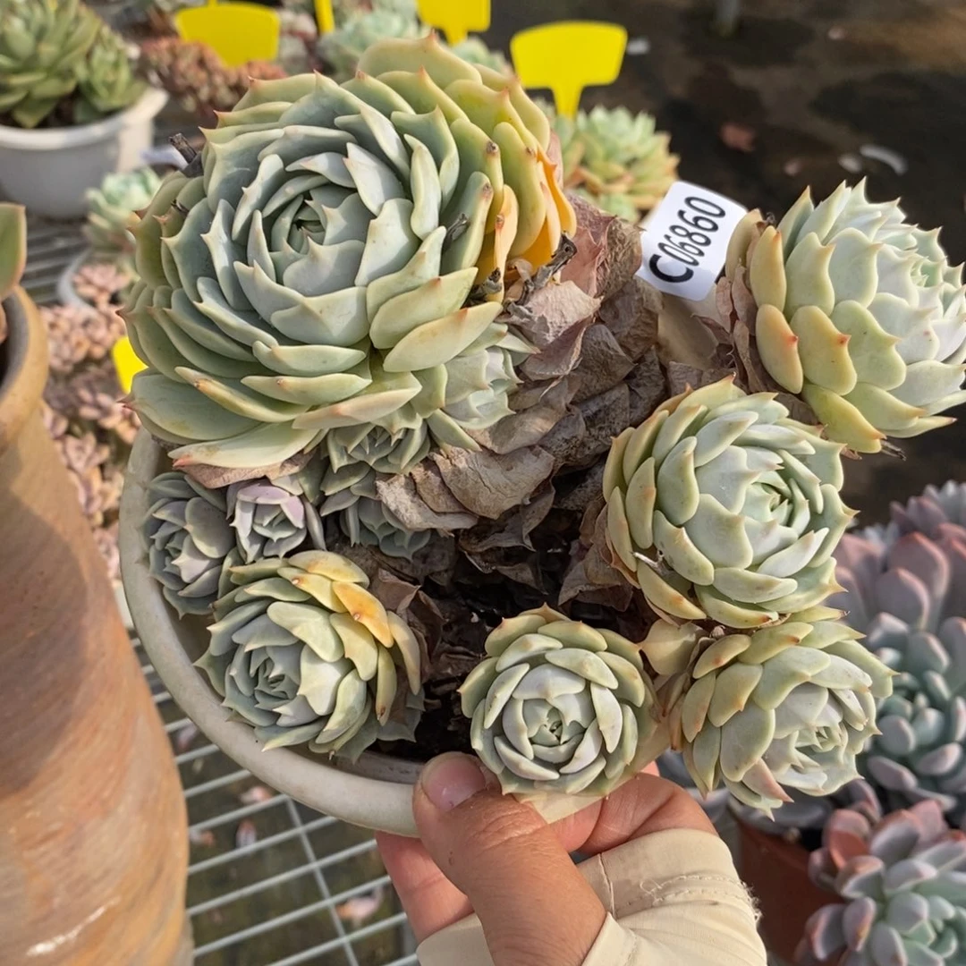 6860露娜莲一物一拍