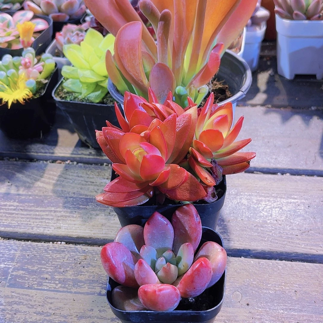 桃花源。火祭。火狐狸