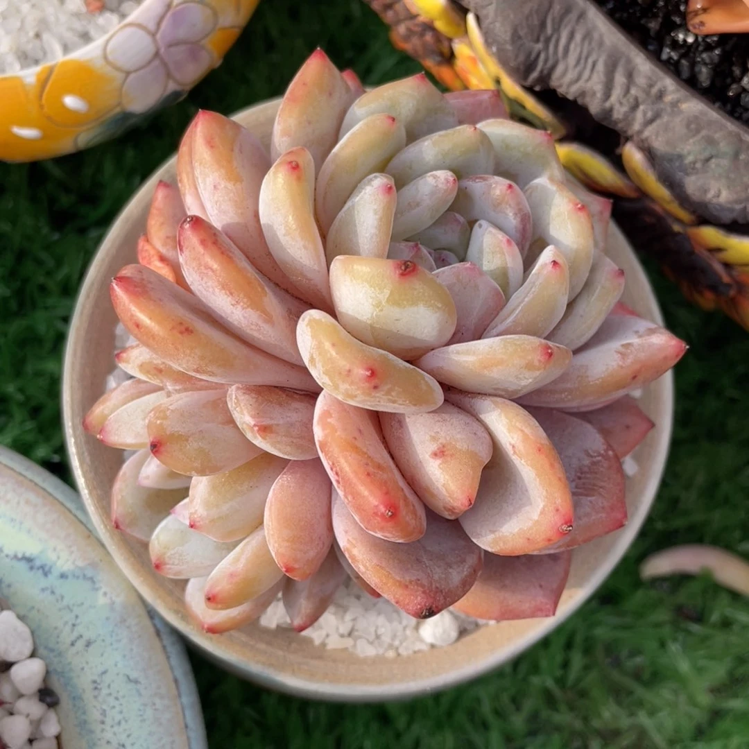 多肉植物盆栽多肉