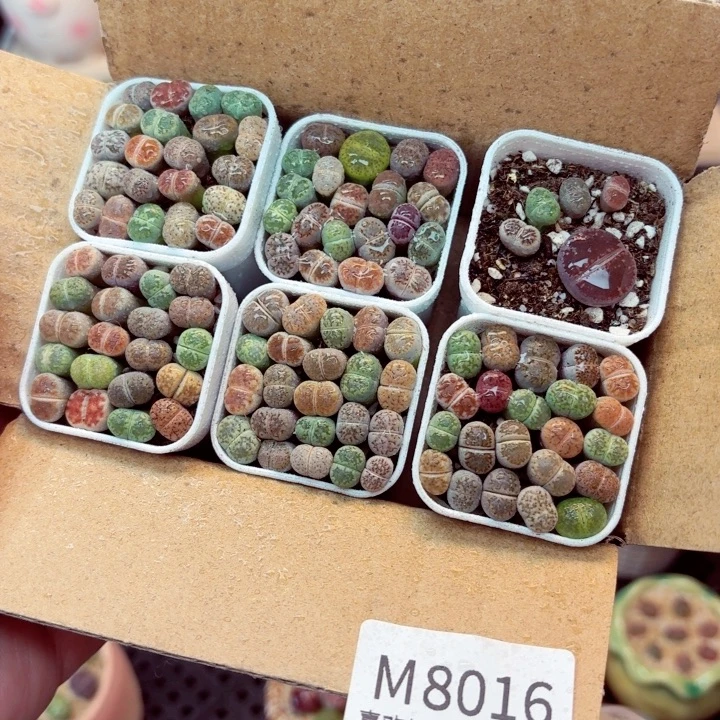8016零下地区记得拍保温箱