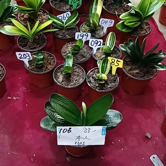 本***纸当前无花栽培后可以开花