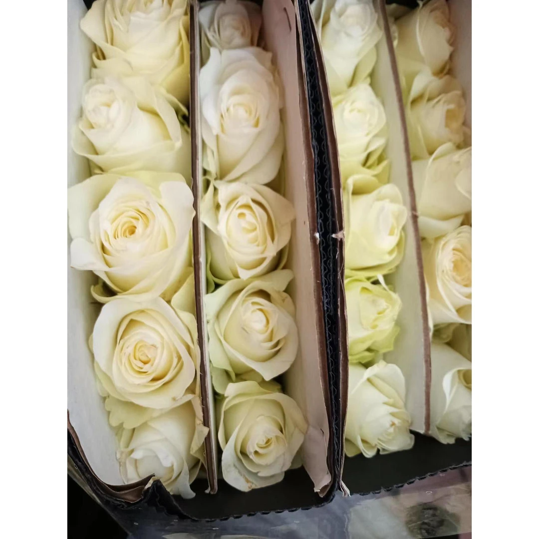 套餐32 白玫瑰10支+绿康10支+白黑种草一小把+白色单瓣紫罗兰一把