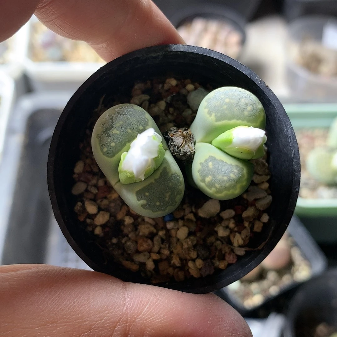 T224多肉植物保护