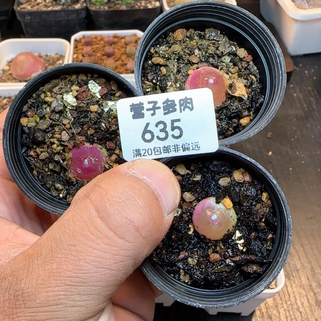 带盆土。