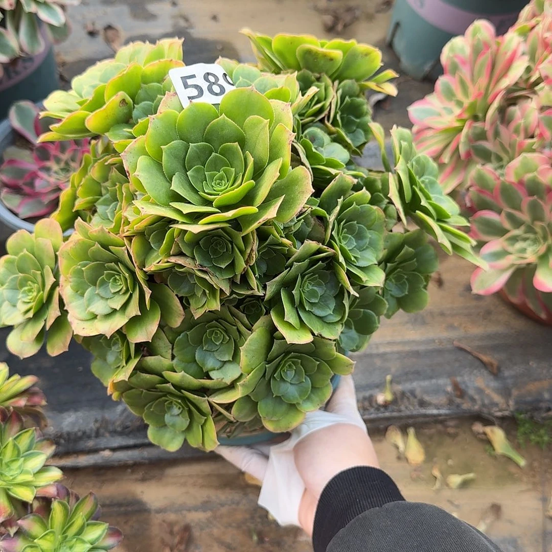 多肉植物金秋589号