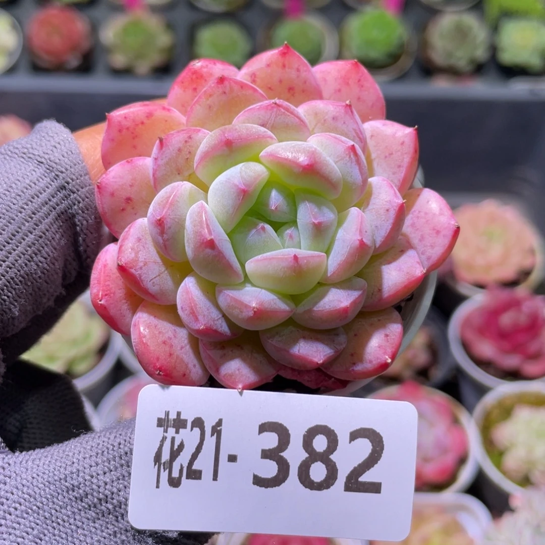 花利美21-382白桃汽水