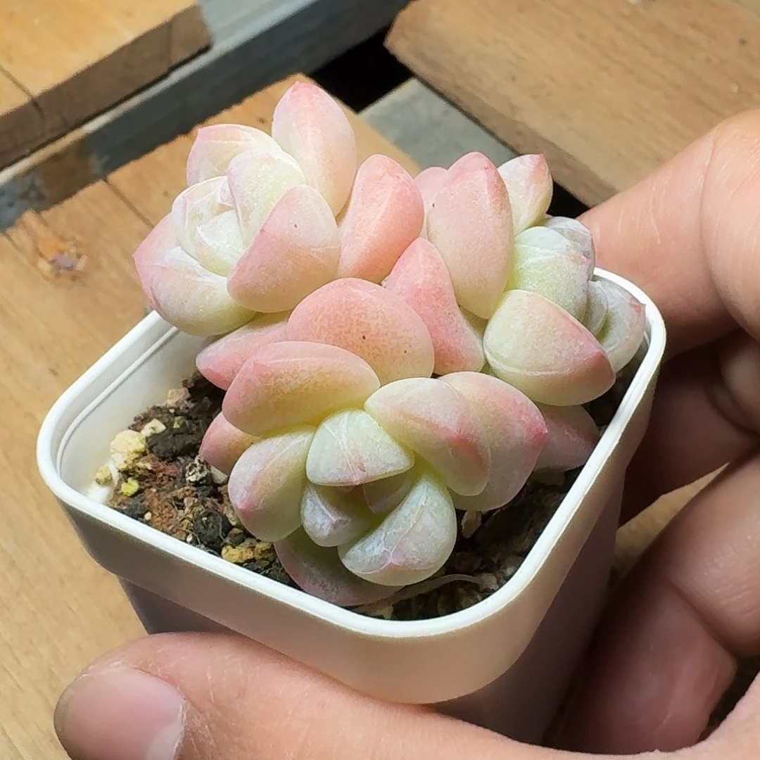 长腿冰玉群生老桩多肉