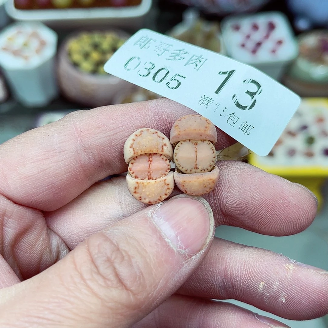 郎哥多肉生石花5-13