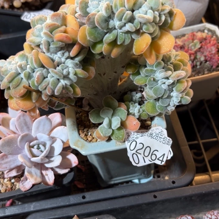 幸运儿是一位非常优秀且幸运