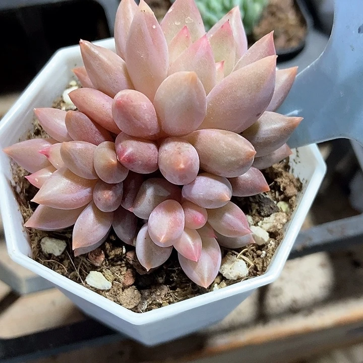 猫****干多肉植物车厘子2126