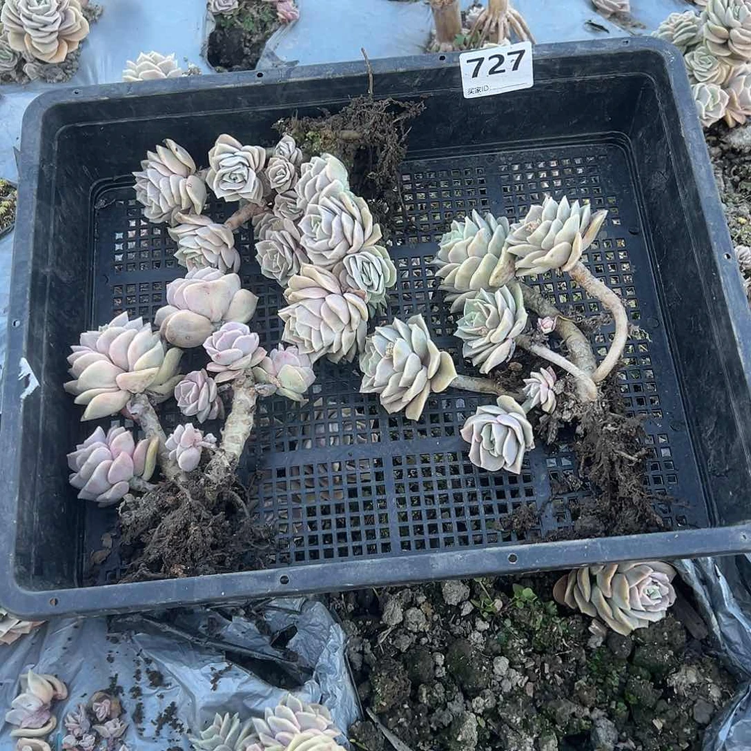 嘉**?727不售后3颗