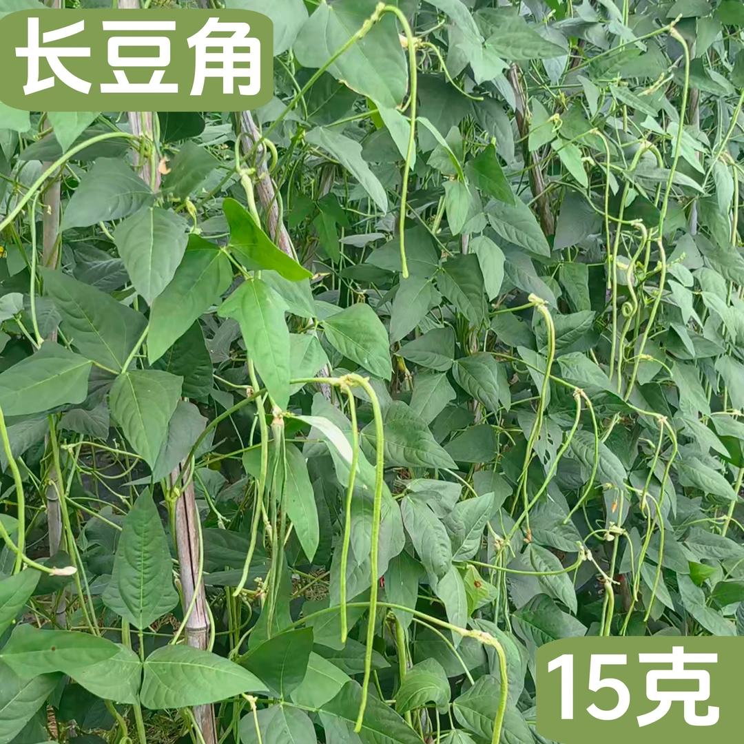 长豆角种子荚翠油亮高产早中熟品种耐老化适合家庭种植小李在菜园