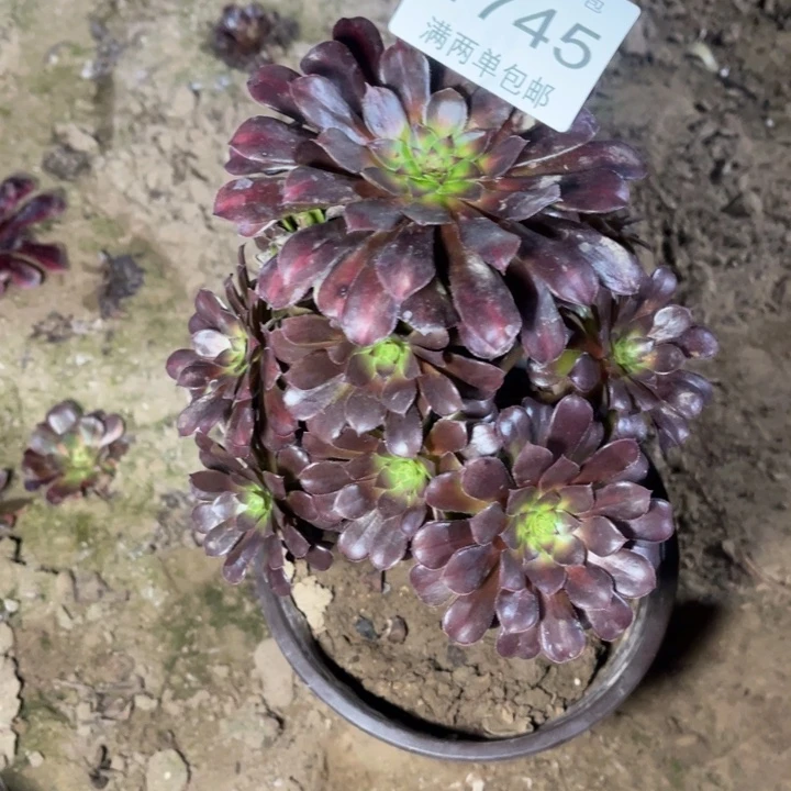 1745黑铜中班的人多肉