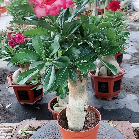 【闪购商品】无花朵飞***兔