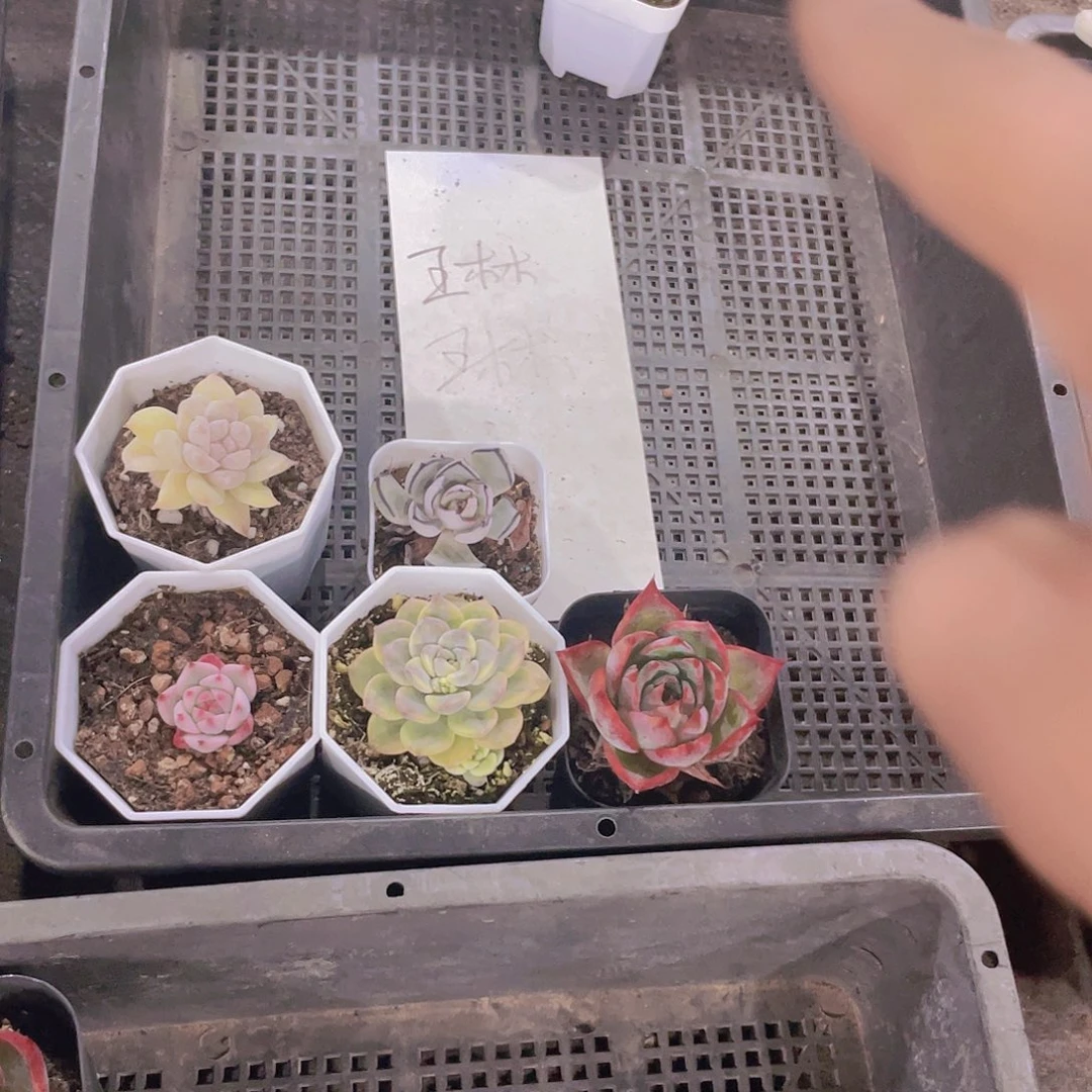 琳*琳琳宝贝一物一拍