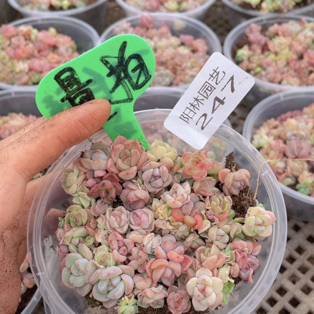 量拍多肉植物多肉植物247