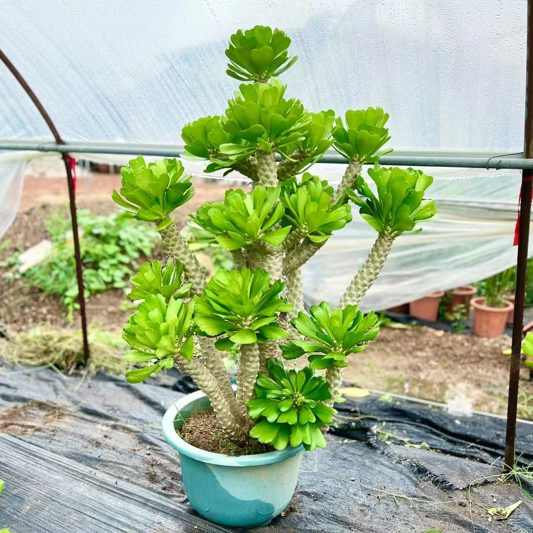 扇贝麒麟绿色庭院盆景户外老桩绿植阳台植物门店装饰盆栽乔迁花卉