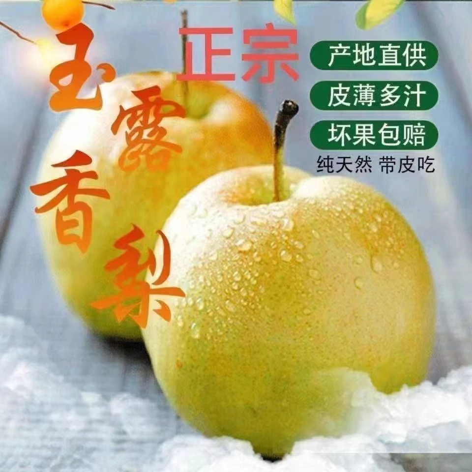 【山西玉露香梨】正宗玉露香脆甜多汁细腻化渣当季新鲜水果产地直发
