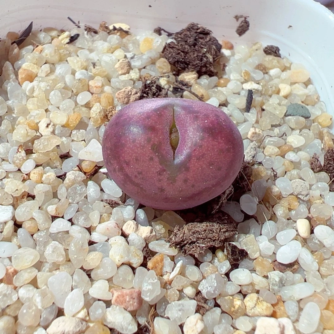 105-411多肉多肉毛杂