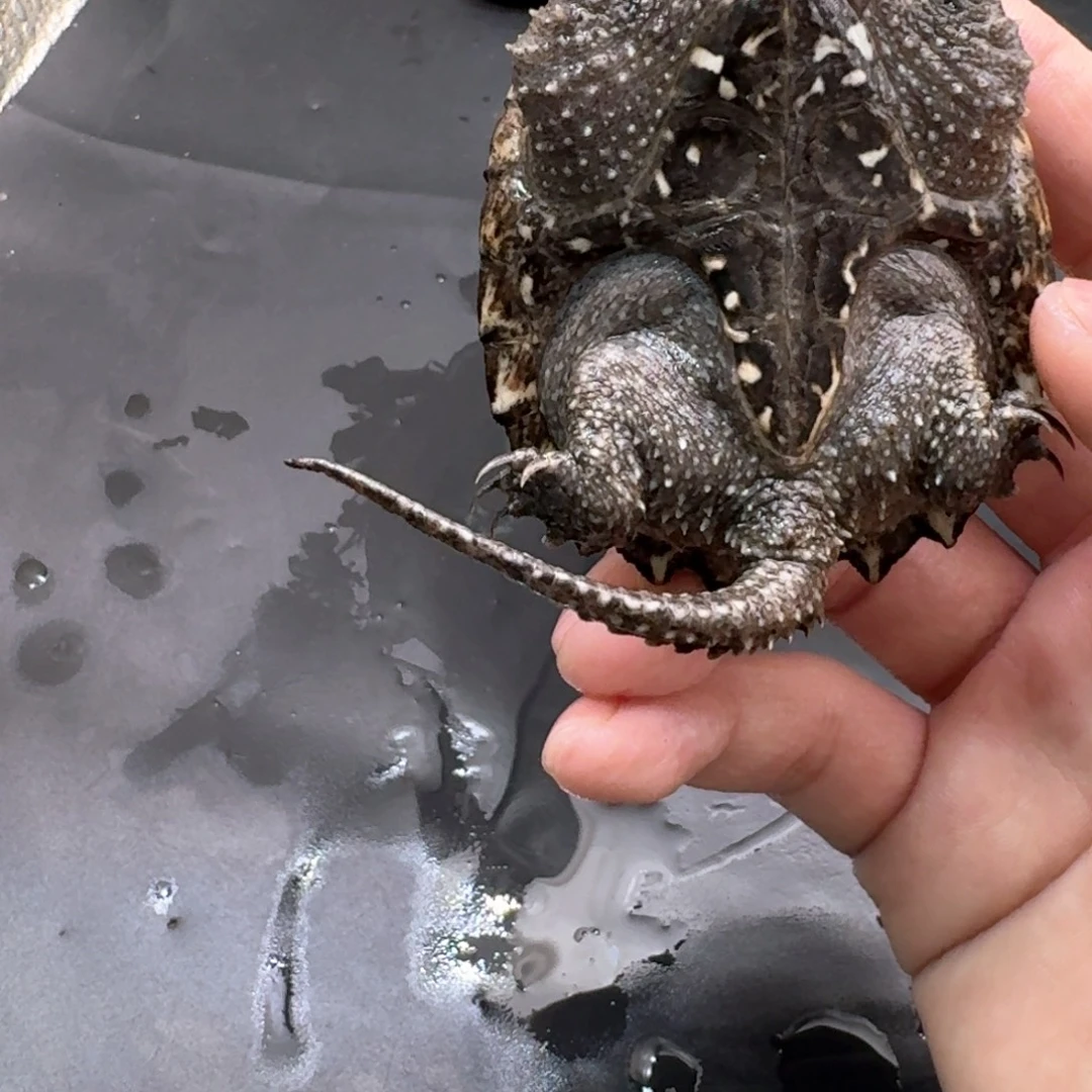 宠物龟不分公母 11