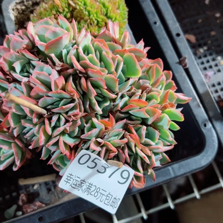 幸运的是我还没遇到过