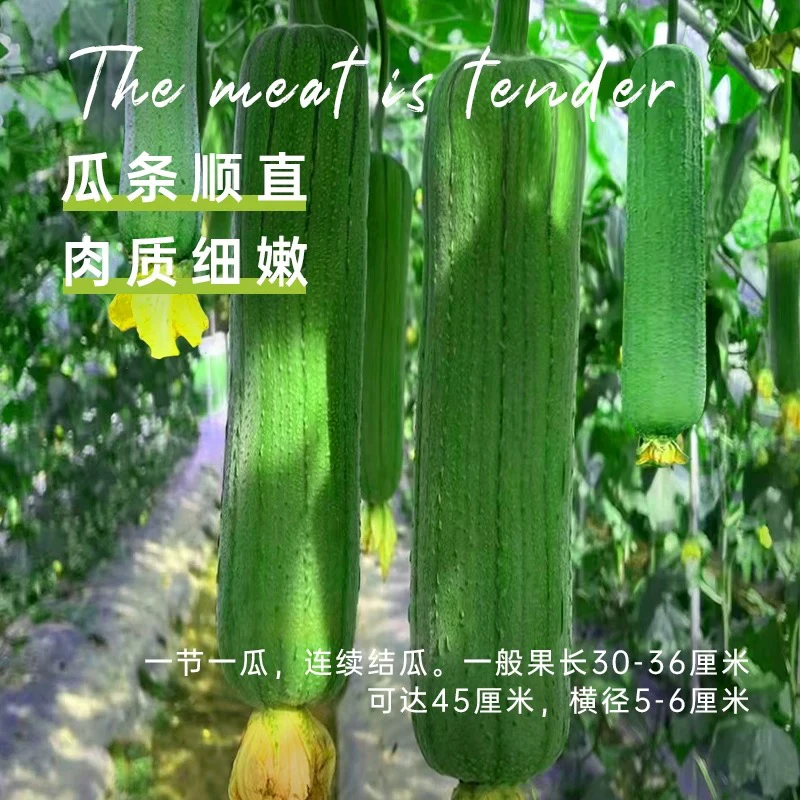 肉丝瓜早熟高产肉丝瓜种子香丝瓜种子庭院四季种种子长香丝瓜耐寒