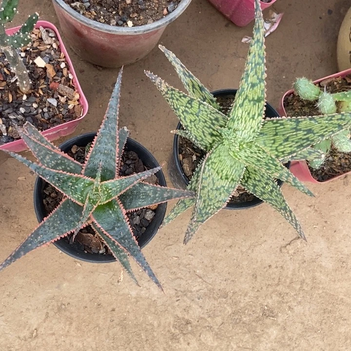 观赏芦荟两个品种一棵25米光照好颜色更漂亮
