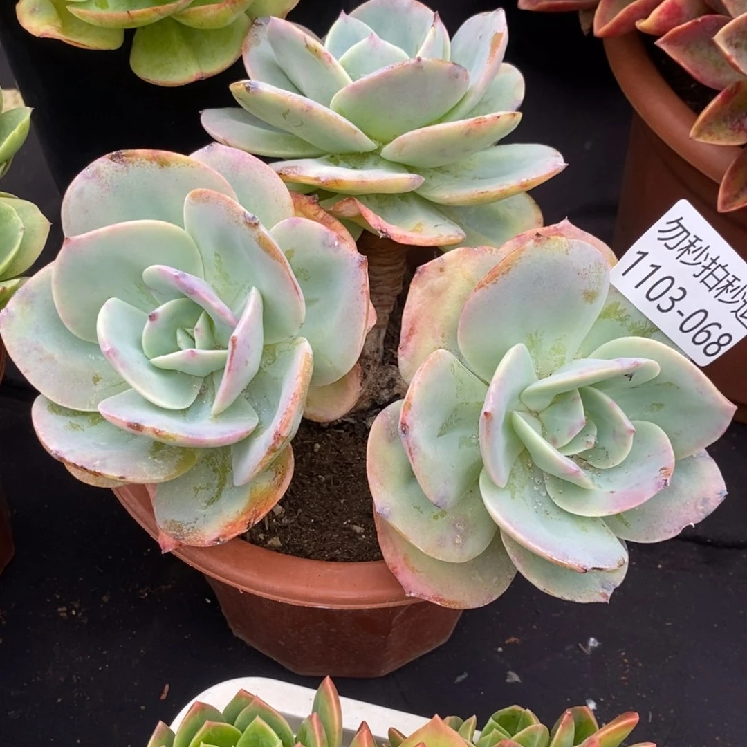 两单包邮1103-68白凤