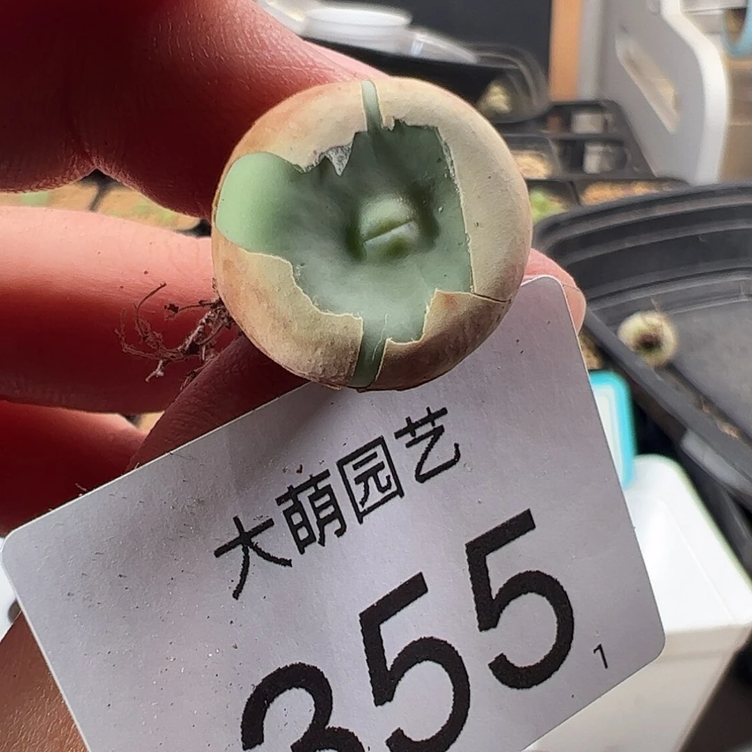 0000355 一物一拍……