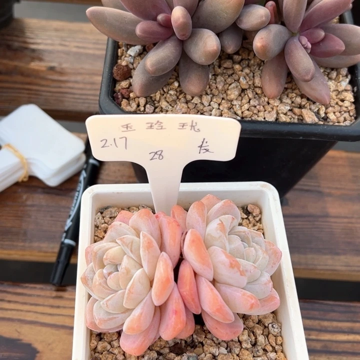 张张精品多肉玉玲珑