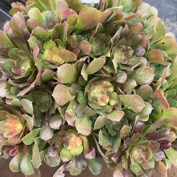 余***就2.2-72绍秀七彩多肉