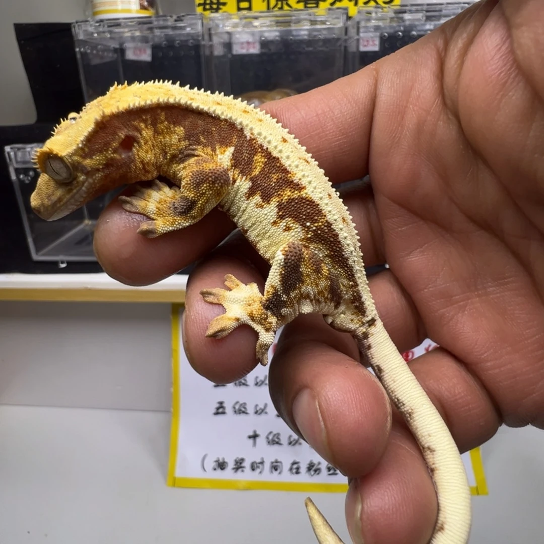 睫角守宫暗红底莉莉