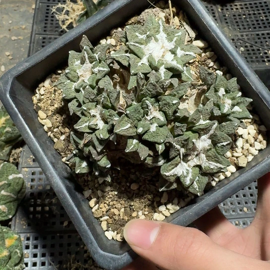 828号黑牡丹无中筋带盆土