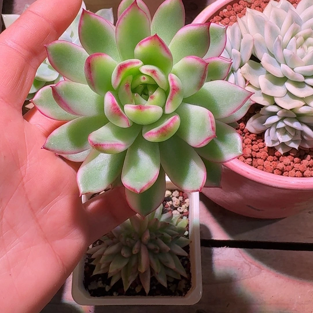 白茶花锦多肉多肉多肉