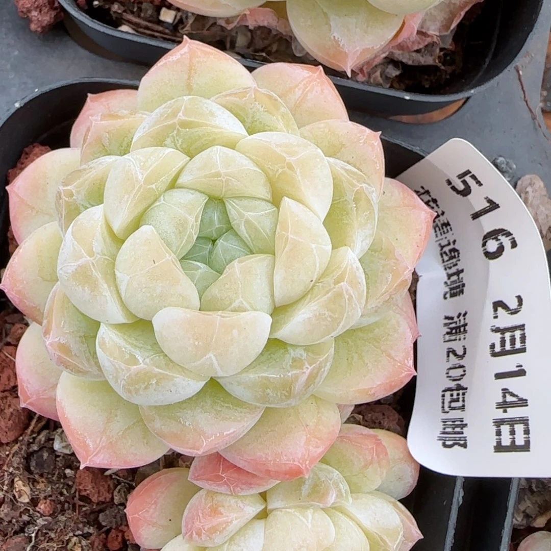 花语逸镜0214-516