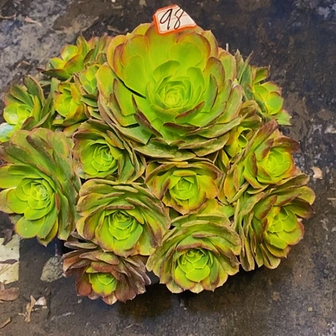 懵**年奶白老桩捧花法师98链接