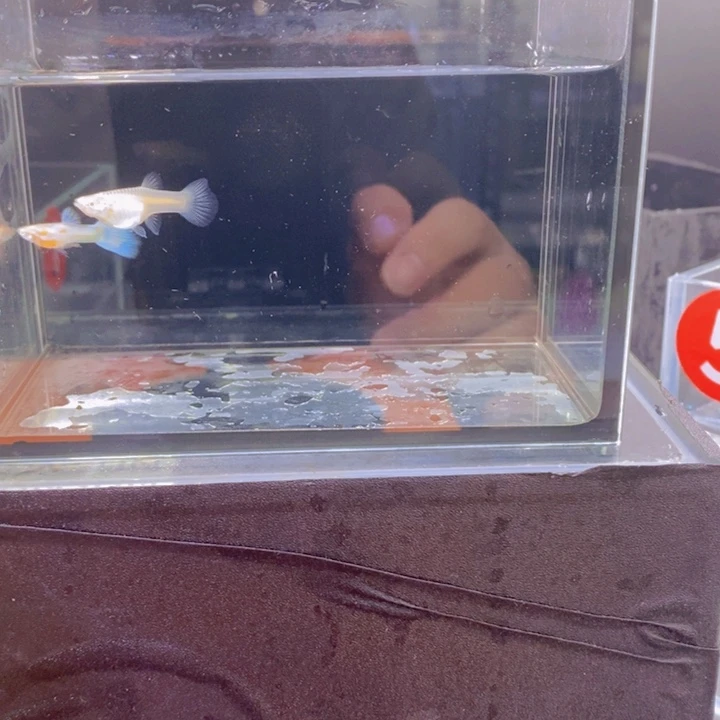 孔雀鱼孔雀鱼法蓝星白子