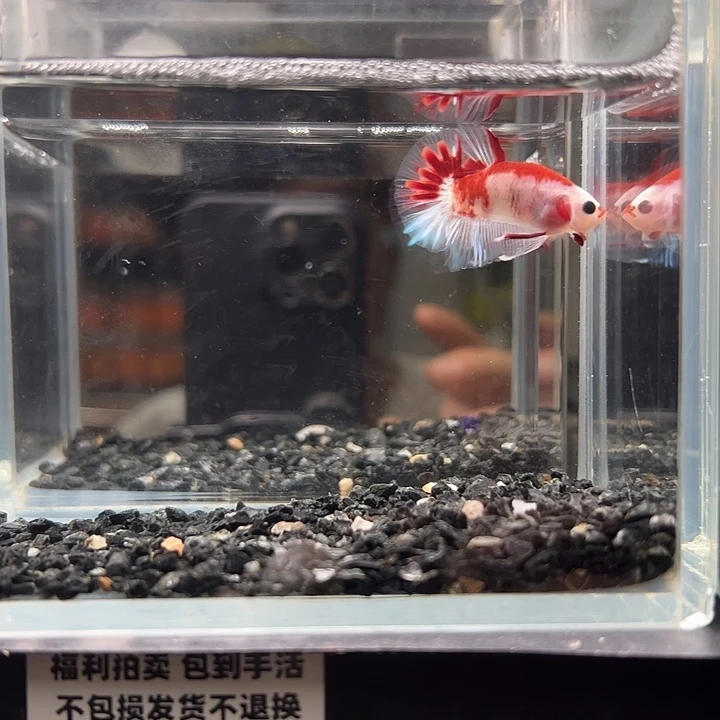 斗鱼竞拍跑单拉黑18日57