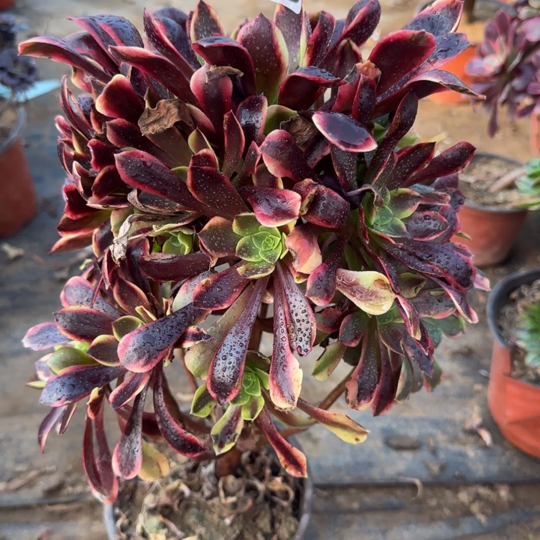 欧佳丽高桩032满20包邮断枝不包