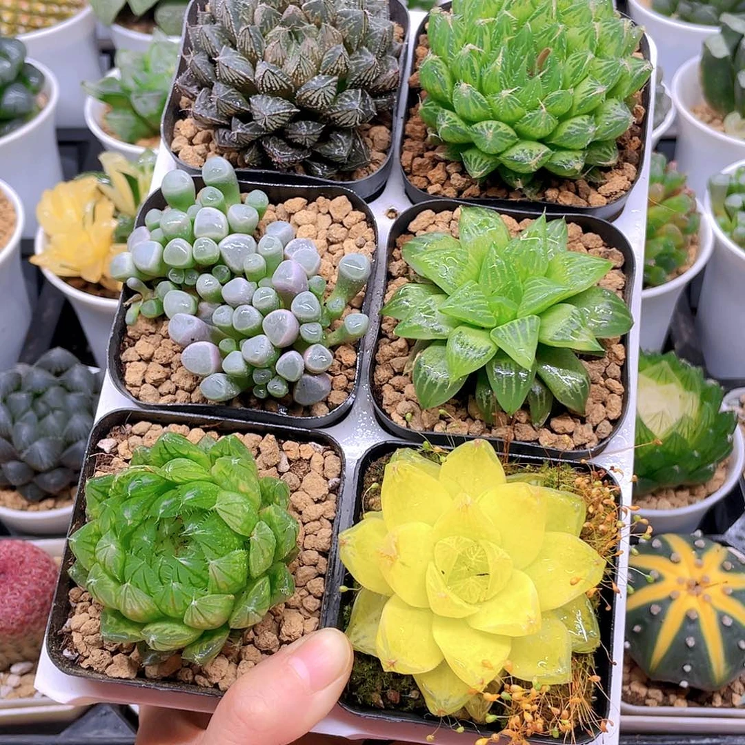 玉露六件套多肉，原盆