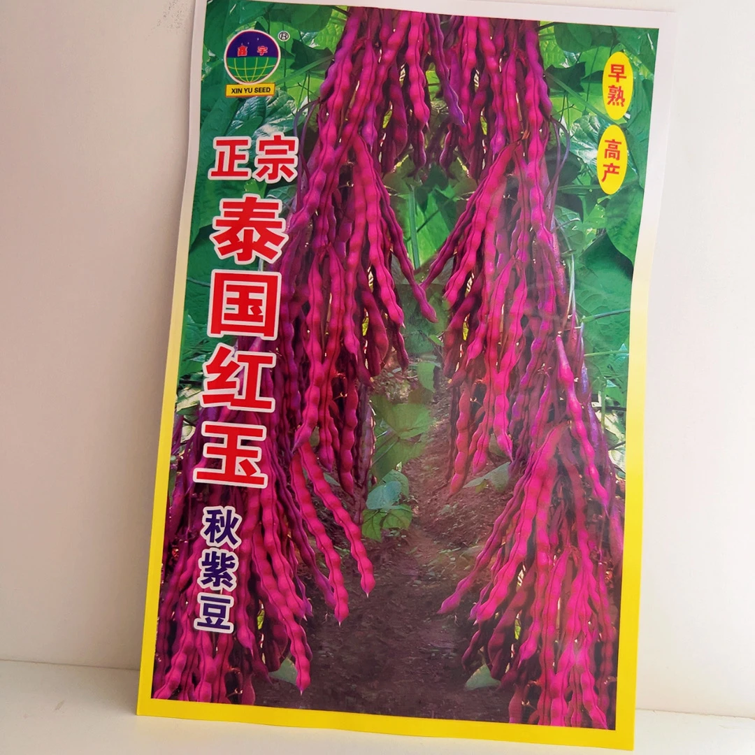 “冻死鬼”秋紫豆架豆角种子