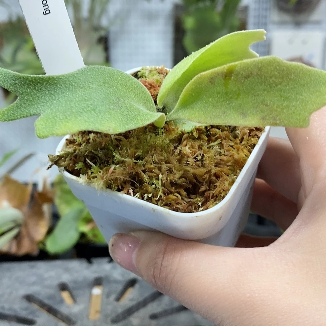 无花朵foytong鹿角蕨