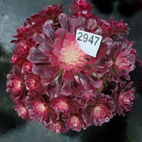 红陶正***…2947红铜白多肉